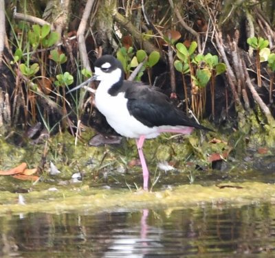 Black-necked Stilt