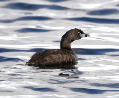 Pied-billed Grebe