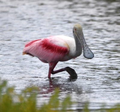 Roseate Spoonbill