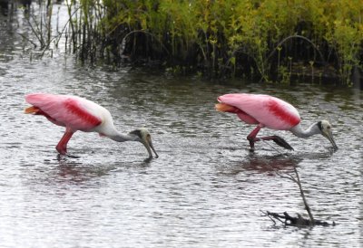 Roseate Spoonbills moving their bills from side to side as they walk