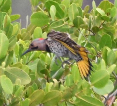Male Yellow-shafted Northern Flicker, showing its yellow shafts in its tail
