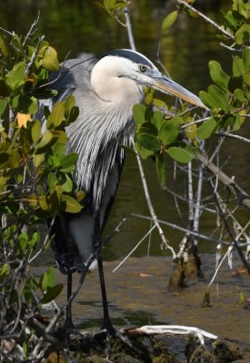 Grumpy old Great Blue Heron