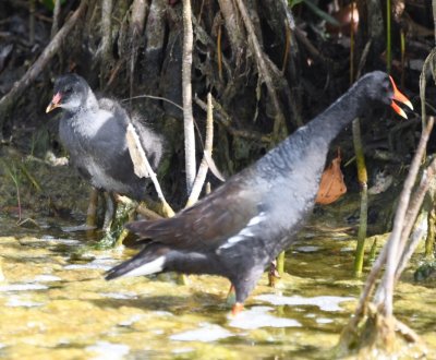 Juvenile and adult Common Gallinules