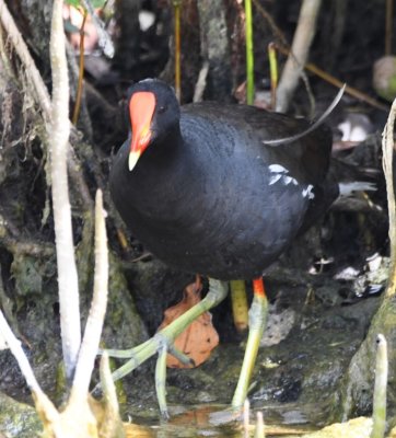 Adult Common Gallinule