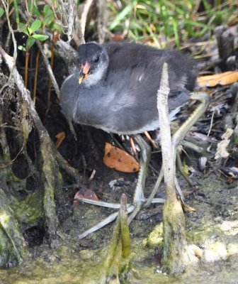 Juvenile Common Gallinule shows off its big feet
