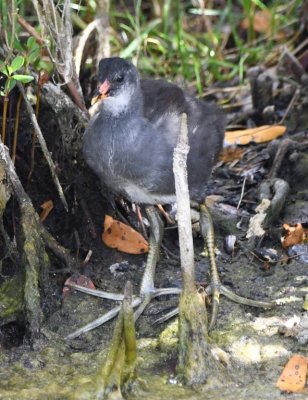 Juvenile Common Gallinule