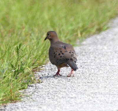 Mourning Dove at the edge of the road as we were leaving Black Point Drive