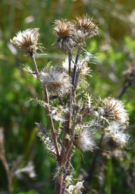 Dried thistle heads