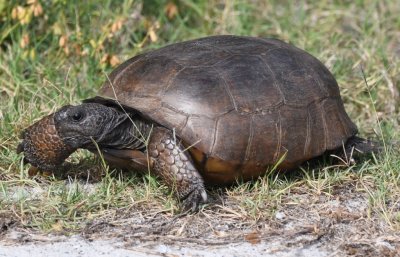 After leaving Black Point Drive, we drove over to the Canaveral National Seashore and found this big terrapin in the parking lot.