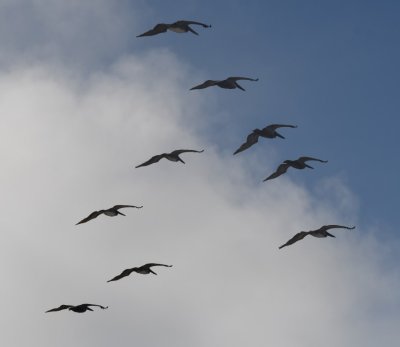 A squadron of Brown Pelicans flew north to south along the coastline.