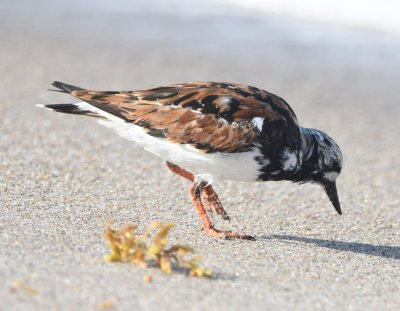 Ruddy Turnstone foraging along the shore