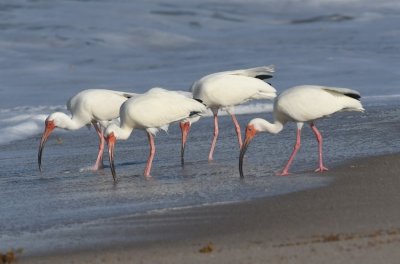 White Ibis foraging along the shore
