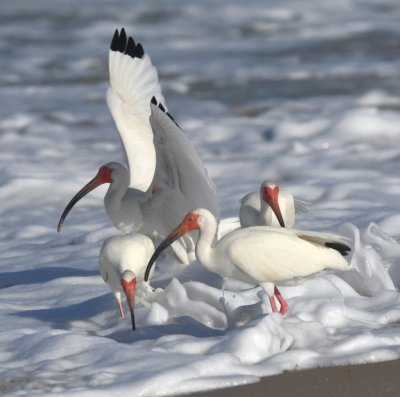 The White Ibis didn't avoid the surf like the turnstone did.