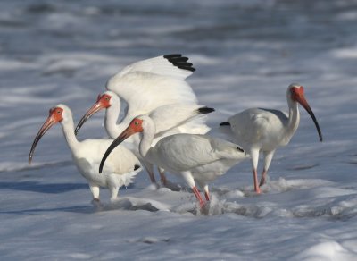 White Ibis in the surf along the Canaveral National Seashore