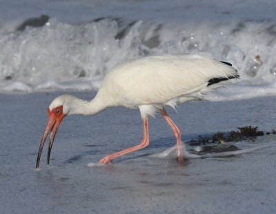 White Ibis