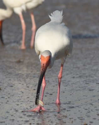 This White Ibis found something in the surf.