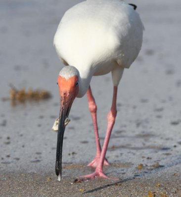 White Ibis with a small crustacean