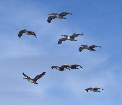 The squadron of Brown Pelicans came back up the coast from the south.