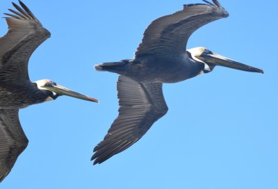Brown Pelicans overhead