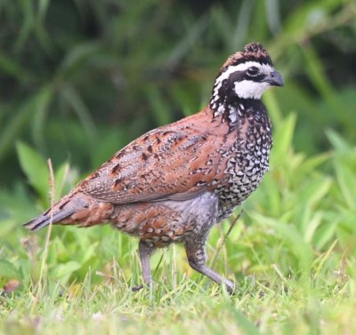 Then we came upon a pair of Bobwhite Quail; here, the male.