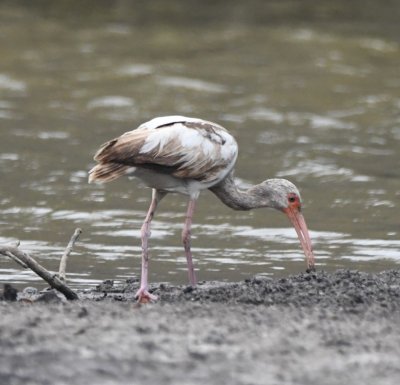 We started down Bio Lab Drive and saw this juvenile White Ibis.