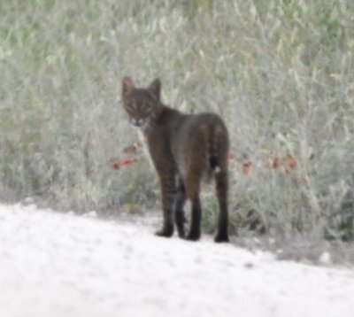 Dark Florida Bobcat