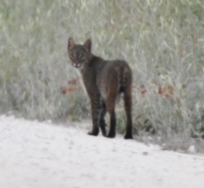 Dark Florida Bobcat