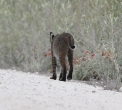 Dark Florida Bobcat