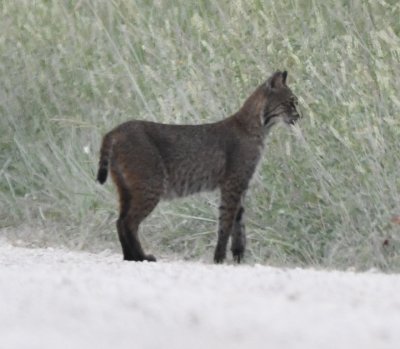 Dark Florida Bobcat