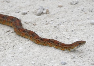 Is this a Corn Snake?