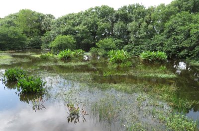 Islands in the water provide roosting and nesting sites for a big variety of birds.