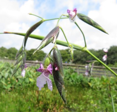 Fireflag flowers