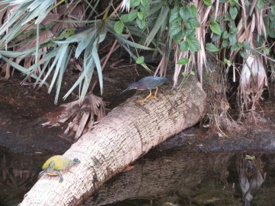 The turtle noticed the Green Heron approaching.