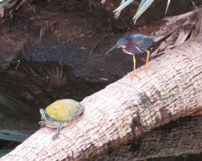 Yellow-bellied Slider and Green Heron