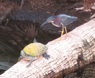 The turtle kept its eye on the heron as it approached.