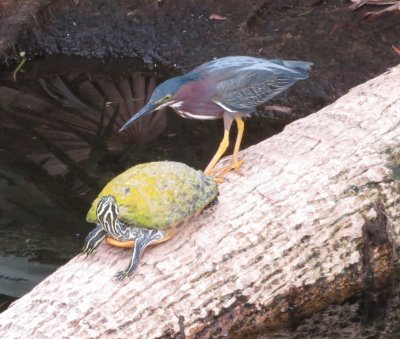It was hard to tell what the heron's intentions were.