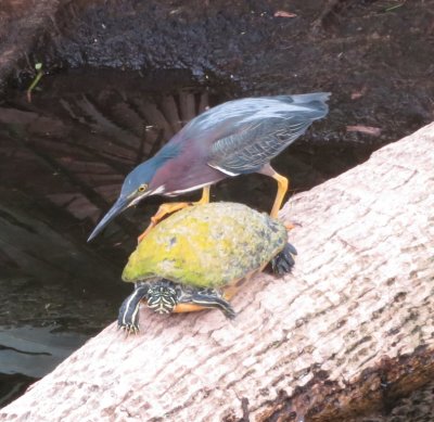 ...and then appeared to be stepping up onto the turtle's shell...