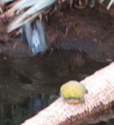 ...but the turtle was having nothing of itd, jerked to the side suddenly and the heron flew.