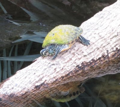 But the turtle did not dive into the water; it re-situated itself on the fallen palm.
