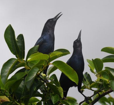 A couple of Boat-tailed Grackles
