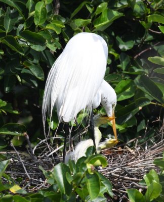We saw many birds with chicks in nests, like these Great Egrets.