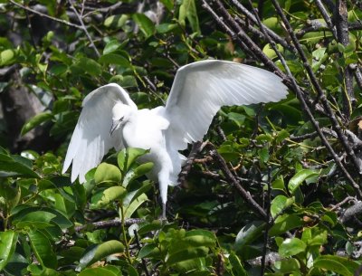 A young Cattle Egret trying its wings
