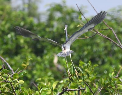 Tricolored Heron coming in for a landing