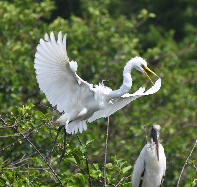 Great Egret flying in to roost