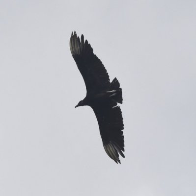 Black Vulture soaring overhead