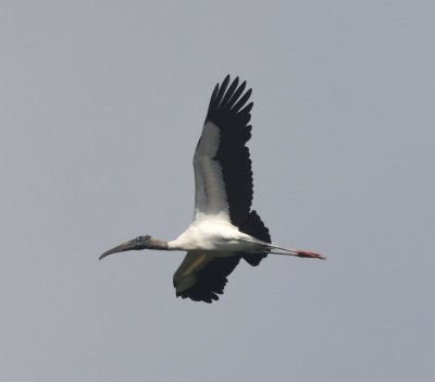 Wood Stork in flight