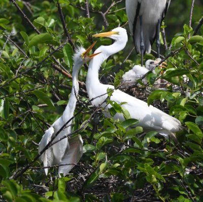 Young Great Egret vies for its parent's attention, with a Wood Stork nest in the background.
