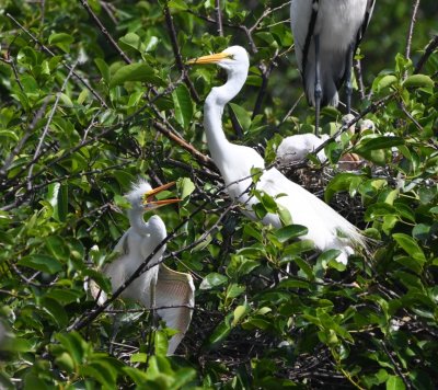 Immature and adult Great Egrets