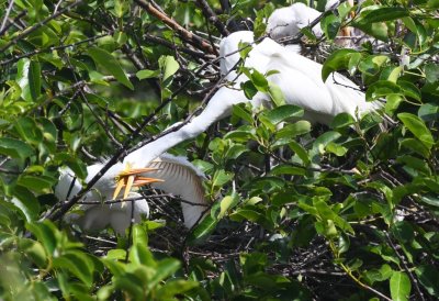 Immature and adult Great Egrets