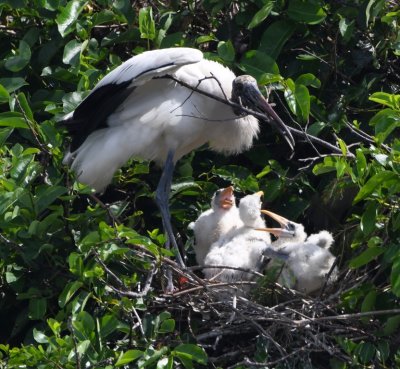 This adult Wood Stork was reinforcing the nest for its chicks.